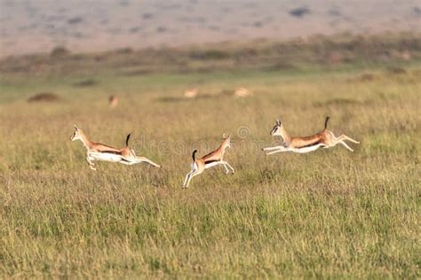 Thomson's Gazelle running stock photo. Image of escape - 10402316