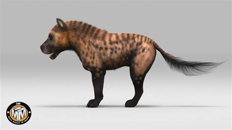 3D protocyon extinct canid - TurboSquid 1277365