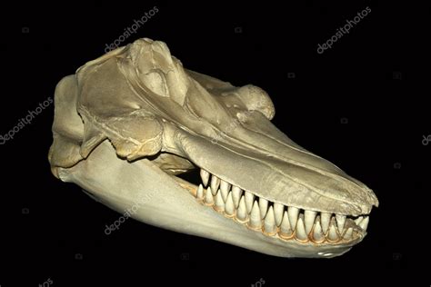 Orca skull | A killer whale skull — Stock Photo © neilld #8346957