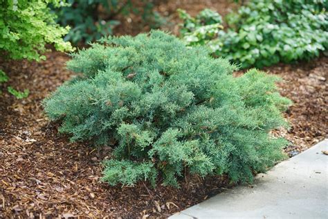 Juniper, Montana Moss - Campbell's Nursery