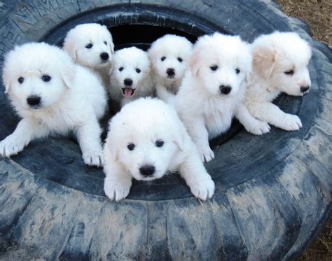 Maremma Sheepdog : History, Temperament, Care, Training, Feeding & Pictures