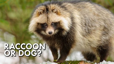 Meet Tanuki, the Dog That Looks Like a Raccoon