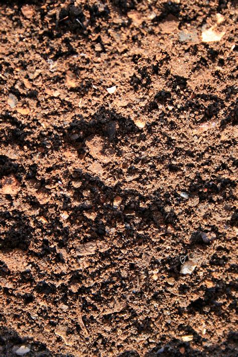 Sandy Soil Free Stock Photo - Public Domain Pictures