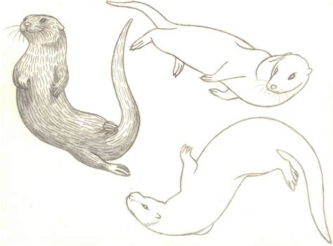 Otter - Drawing Skill