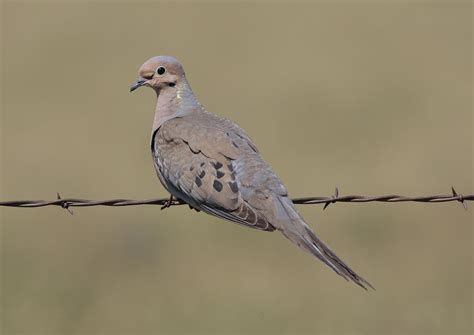 Morning Dove on Wire - Thru Our Eyes Photography | Linton Wildlife Photos