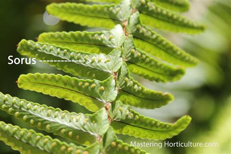 Mastering Horticulture: Beyond Fern Fronds