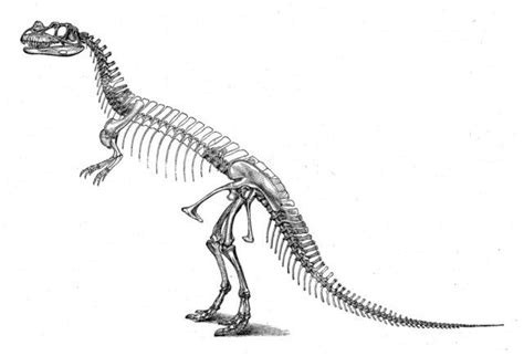 Dinosaur Skeleton Pictures