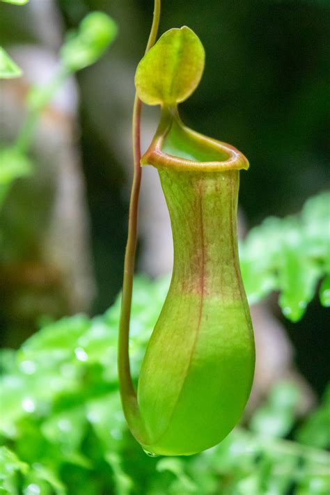 Pitcher Plant