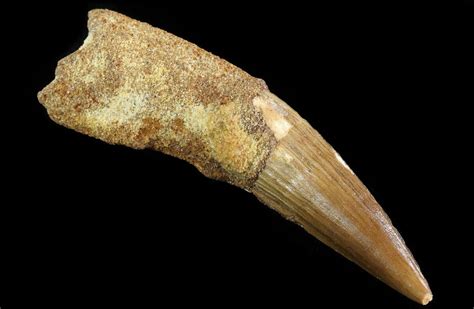 3.3" Spinosaurus Tooth - Real Dinosaur Tooth (#64435) For Sale - FossilEra.com