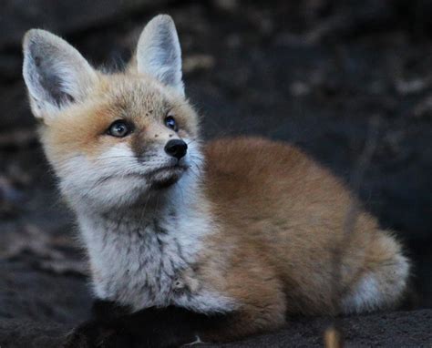 All of Nature: Baby Red Foxes at Springbrook