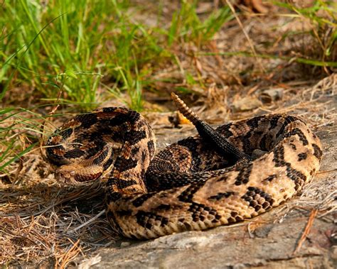 Timber Rattlesnake | Outdoor Alabama