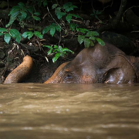 Sophie in the river at the Mondulkiri Project elephant sanctuary. Photo by: Peter Yuen ...