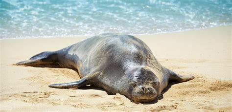 10 Facts About the Hawaiian Monk Seal - Hawaii Ocean Project | Maui Whale Watching Tours ...