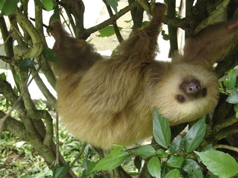 Sloths: Lazy cuties you can spot in Monteverde – Enchanting Costa Rica