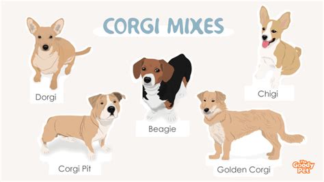 What Is The Best Corgi Mix