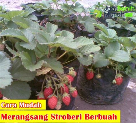 Cara Merawat Tanaman Strawberry Agar Berbuah Besar - Merawat.com