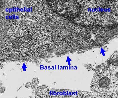 Basal Lamina Vsmembrane