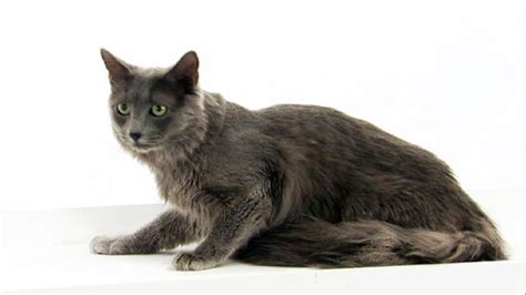 Nebelung - Cats 101 | Animal Planet