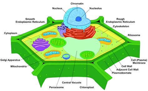 Chromosomes In A Plant Cell