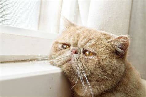 Is My Cat Lonely? Signs and Solutions to Consider - Petful