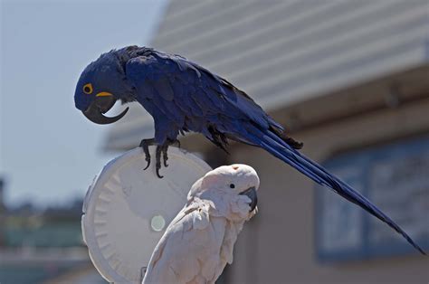 Pictures and information on Hyacinth Macaw