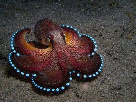 The Coolest Underwater Animals: The 15 Most Unusual Sea Creatures ...