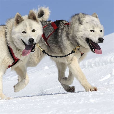 Sled Dog Breeds | The Smart Dog Guide