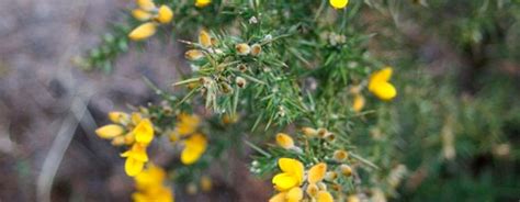 Gorse - The Uprooter, Remove Invasive Plants Easily