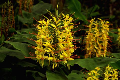 Flowering Ginger Plants Profile