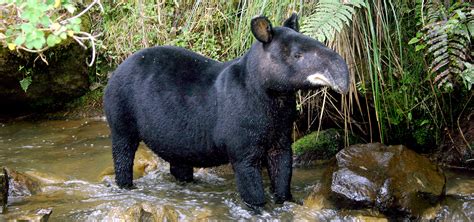 Mountain-Tapir-Diego-Lizcano | Tapir Specialist Group