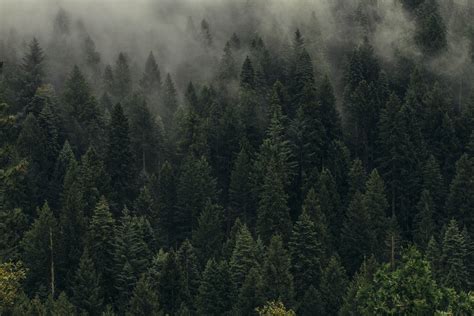 #Trees #Green #Fog #Forest #Shroud Top view #5K #wallpaper #hdwallpaper #de… | Tree desktop ...