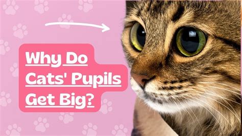 Why Do Cats Pupils Get Big? Here are the most common reasons. #cats # ...