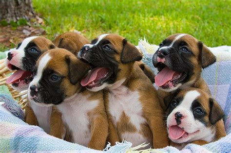 Cute Puppy Dogs: Newborn Boxer Puppies