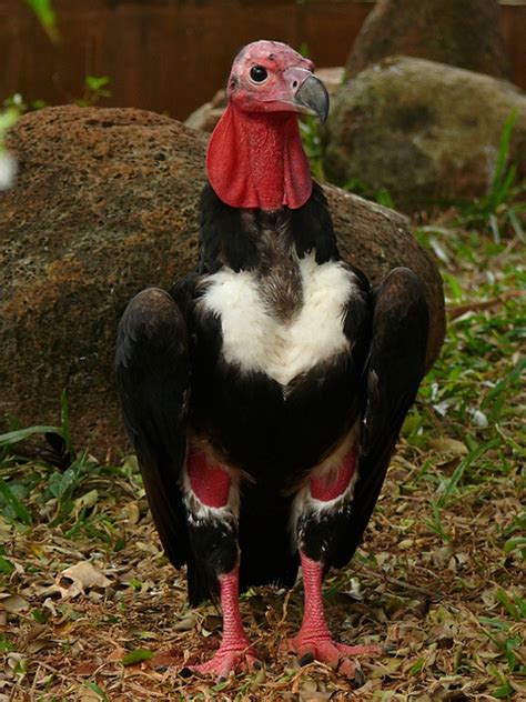 15 vulture species facing extinction set to get global protection ...