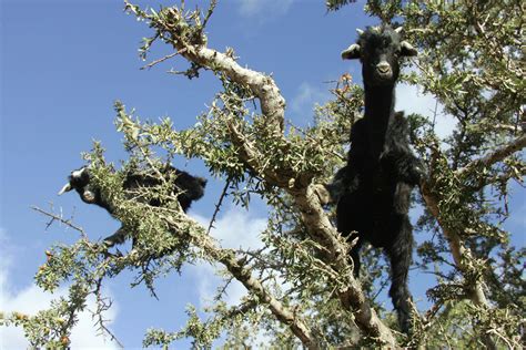 Tree goats - The poop of these Moroccan tree goats produces pricey ...