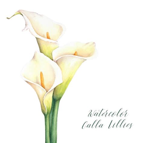 calla lilies clipart 20 free Cliparts | Download images on Clipground 2024