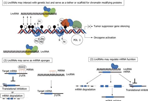 Diverse functions of long non-coding RNA in human cancer cells. Long ...