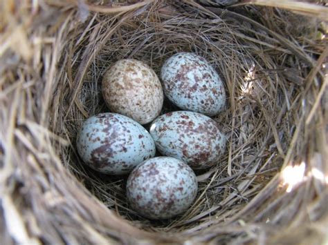 Sparrow Eggs Sparrow Nest, Song Sparrow, Types Of Sparrows, Newborn Animals, Audubon Society ...