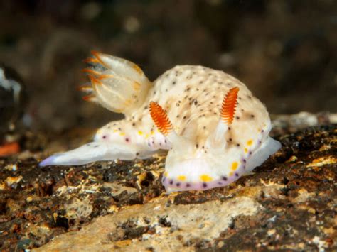 55 of the Most Colorful Sea Slugs in the World | Color Meanings