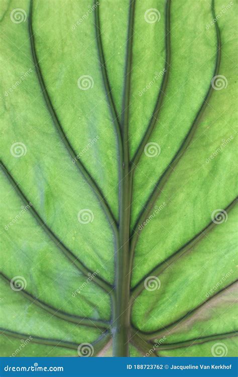 Green leaf veins close-up stock photo. Image of leaf - 188723762