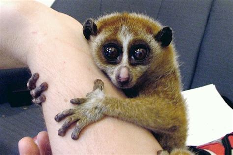 Pygmy Slow Loris Info, Diet, Habitat, Conservation, Pictures