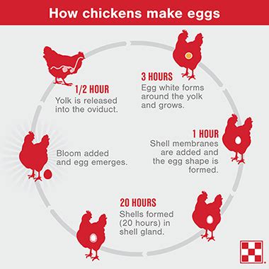 How Do Chickens Lay Eggs| Purina Animal Nutrition