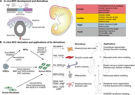 Three adult derivatives neural crest Cranial neural crest – Telegraph