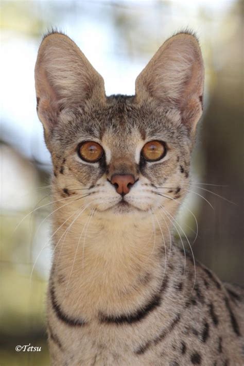 Savannah Cat Breed Serval Cats, Sphynx Cat, Ragdoll Cat, Tabby Cat, Beautiful Cats, Animals ...