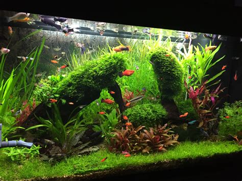 Pin by Drazen on My tanks | Fish tank plants, Freshwater aquarium ...