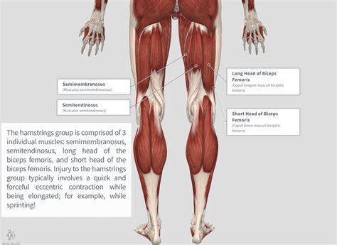 Hamstring Strain — PhysioU