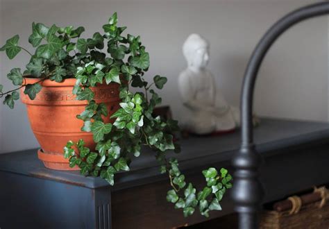 english ivy plant care: how to keep them happy