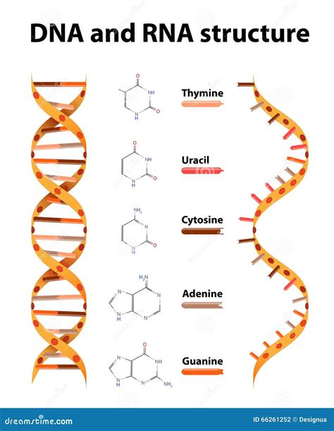 DNA And RNA Structure Stock Vector - Image: 66261252