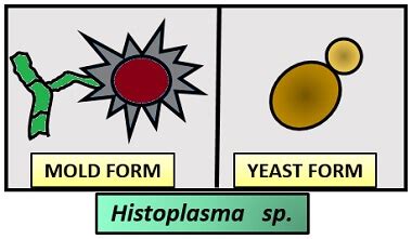 What is Dimorphic Fungi? Dimorphic Life Cycle, Examples & Transmission - Biology Reader