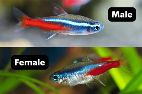 Male vs. Female Neon Tetra: How To Tell The Difference? – Pet Fish Online